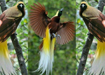 Birds of Paradise, the Most Beautiful Papua Heritage in the World