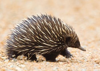 Nokdiak the Egg-Laying Mammal, Original from Papua