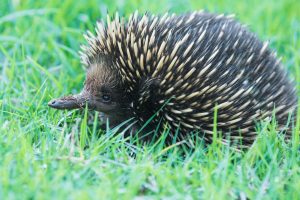 The echidna or Nokdiak is a native Papua egg-laying mammal similar to a mini hedgehog.