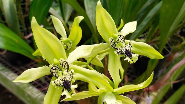 Borneo Black Orchid (Photo: Facebook Ade's Orchid )