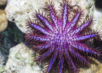 Home Tanah Papua Mengenal Bintang Laut Berduri Raja Ampat Icha by Icha 16 Maret 2023 in Tanah Papua 0 0 0 Crown of Thorns Starfish Raja Ampat Crown of Thorns Starfish Raja Ampat