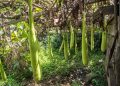 Water gourd, a koteka making plant.