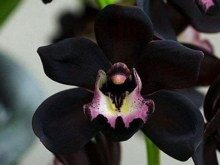 Papua Black Orchid. Source: Google