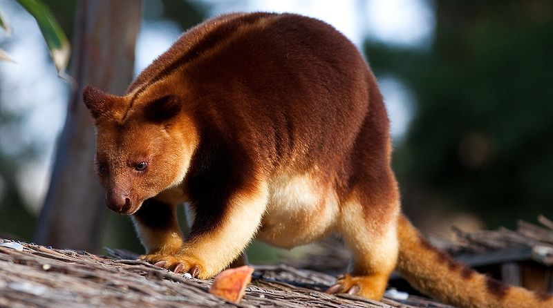 Dingiso, the golden-coated tree kangaroo is located in the Central Mountains of Papua.