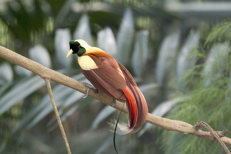 West Papua's Flora and Fauna Icons, The Matoa and Red Bird of Paradise