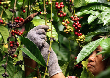 Papua Provincial Government Accelerates Export of Local Products