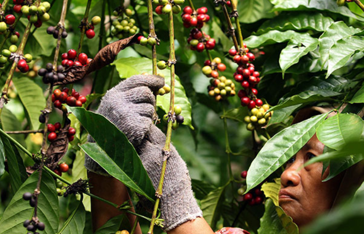 Papua Provincial Government Accelerates Export of Local Products